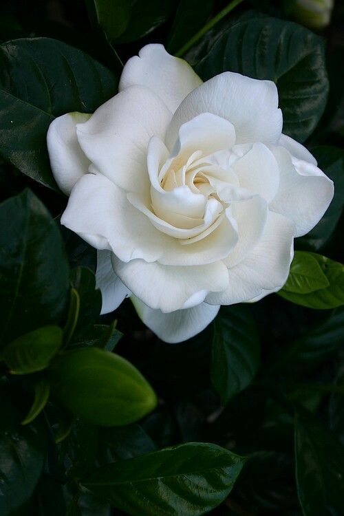 dettaglio gardenia